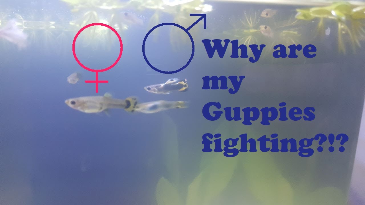 Are Guppies Aggressive