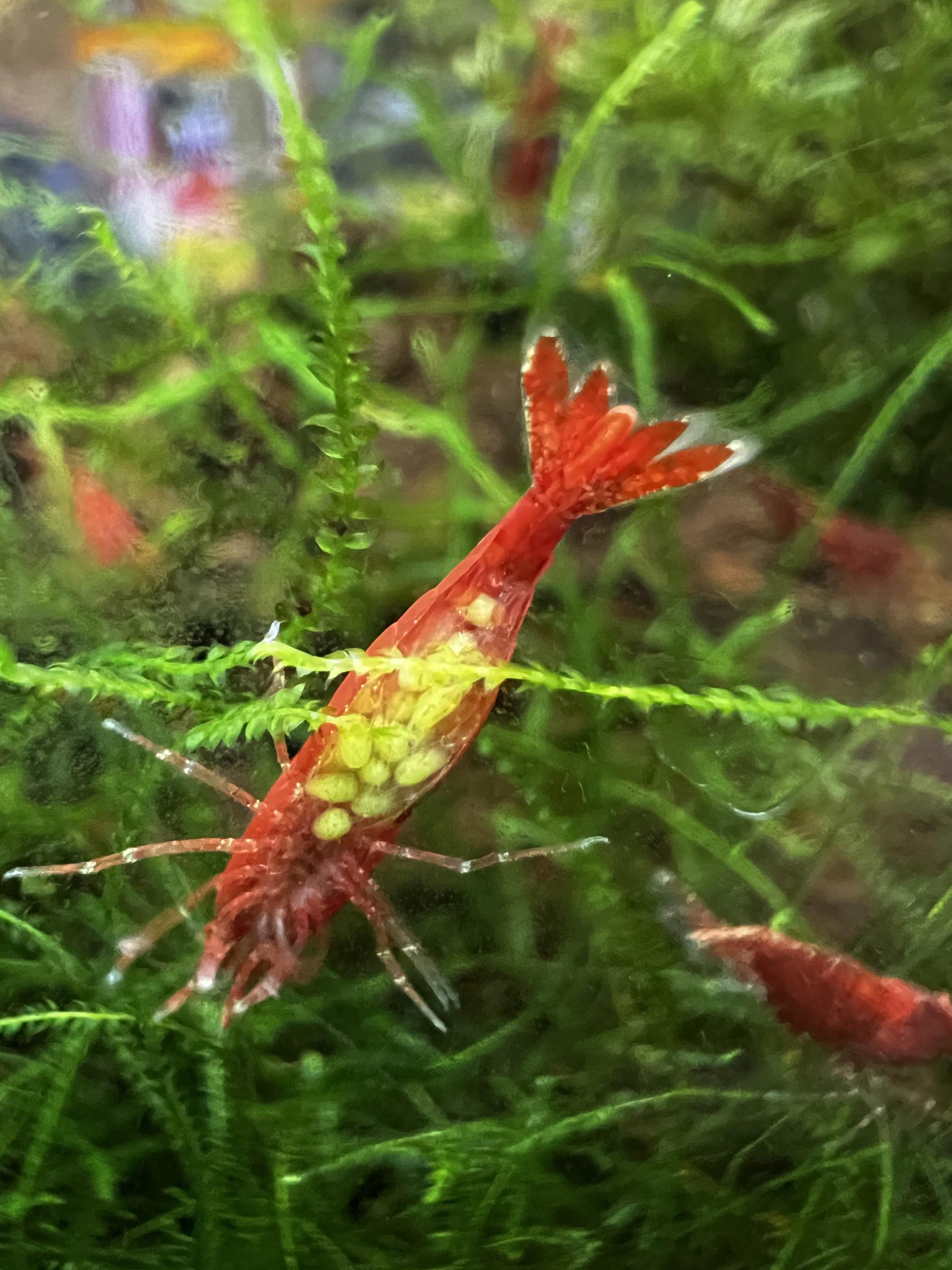 Berried Shrimp