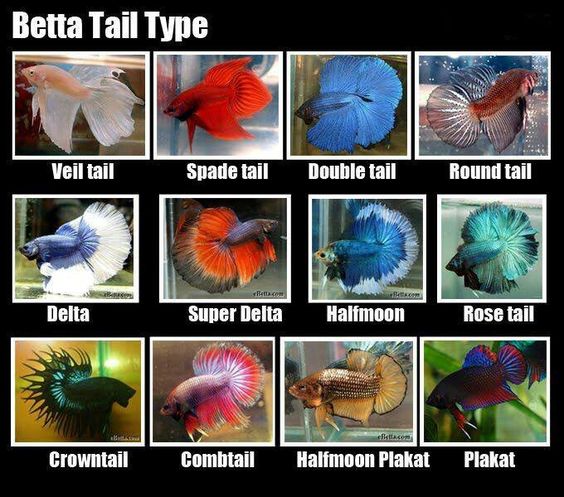 Betta Fish Breeds