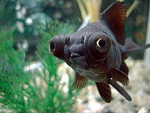 Black Eye In Fish