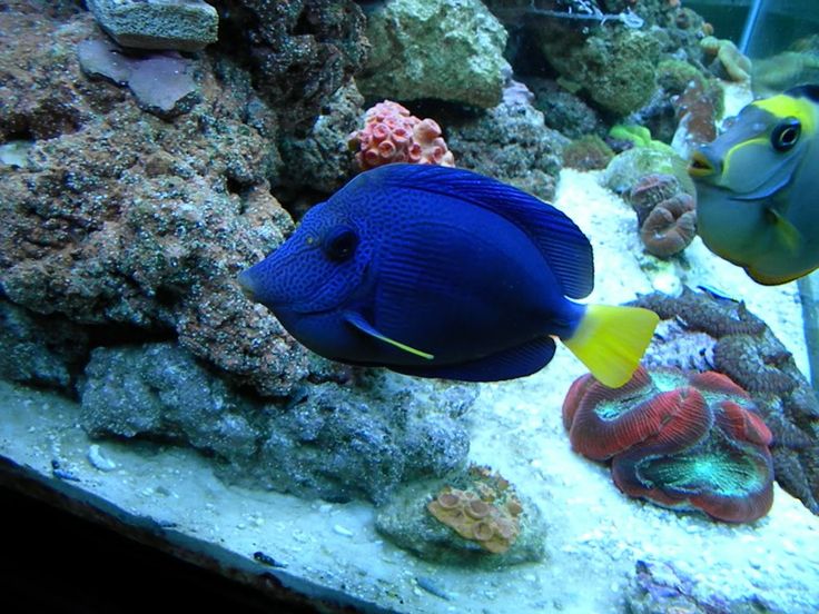 Blue Tang 101 And Care