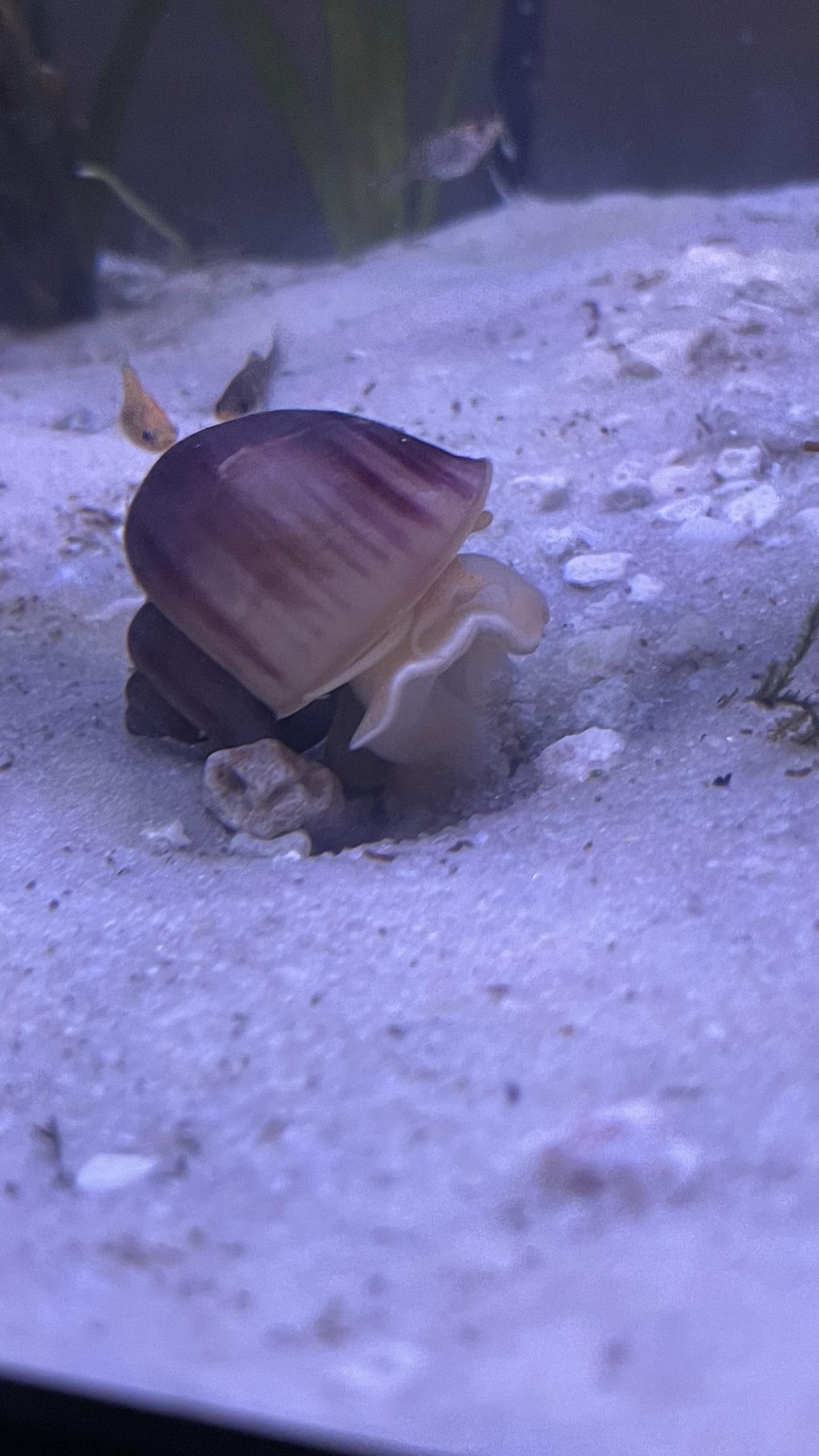 Can Aquarium Salt Kill Snails