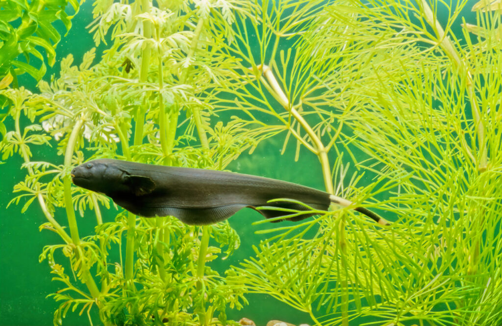 Can Fish Swim Backward? Unveiling Aquatic Mysteries - Vet Advises
