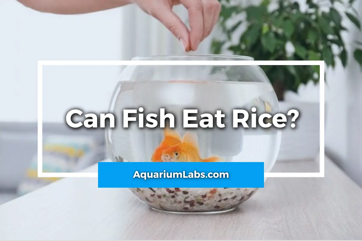 Can Goldfish Eat Rice