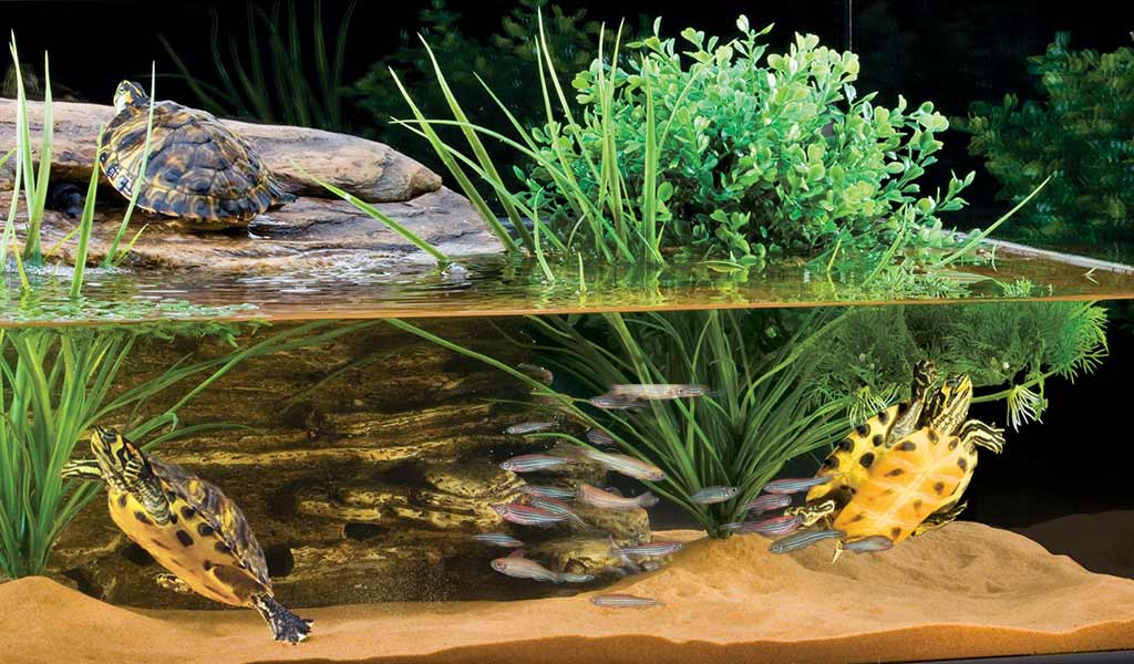 Can Pet Turtles Live With Fish