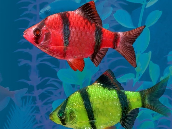 Can Tetras Live With Angelfish