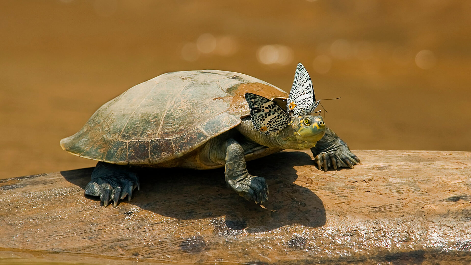 Can Turtles And Tortoises Live Together