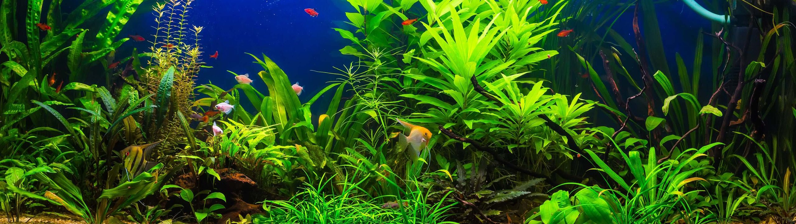 Cost Of Setting Up An Aquarium