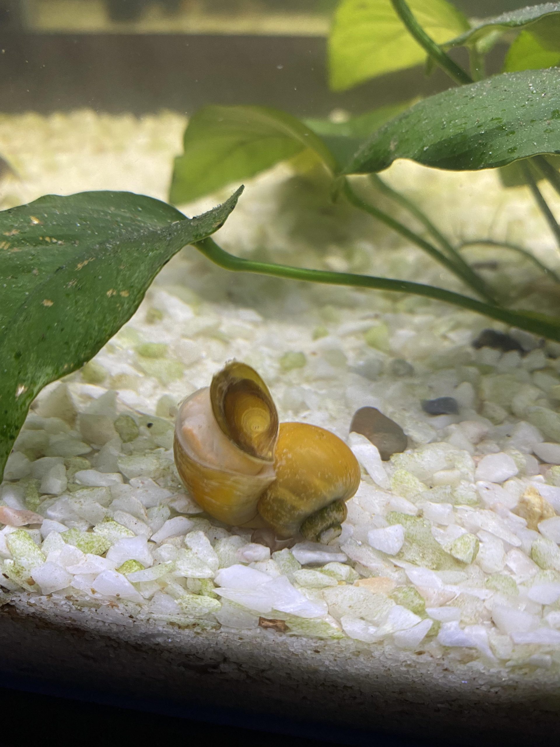 Do Aquarium Snails Sleep