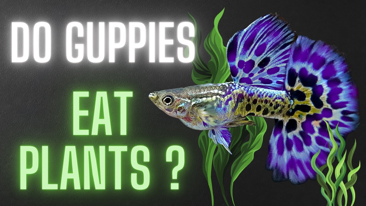 Do Guppies Eat Plants