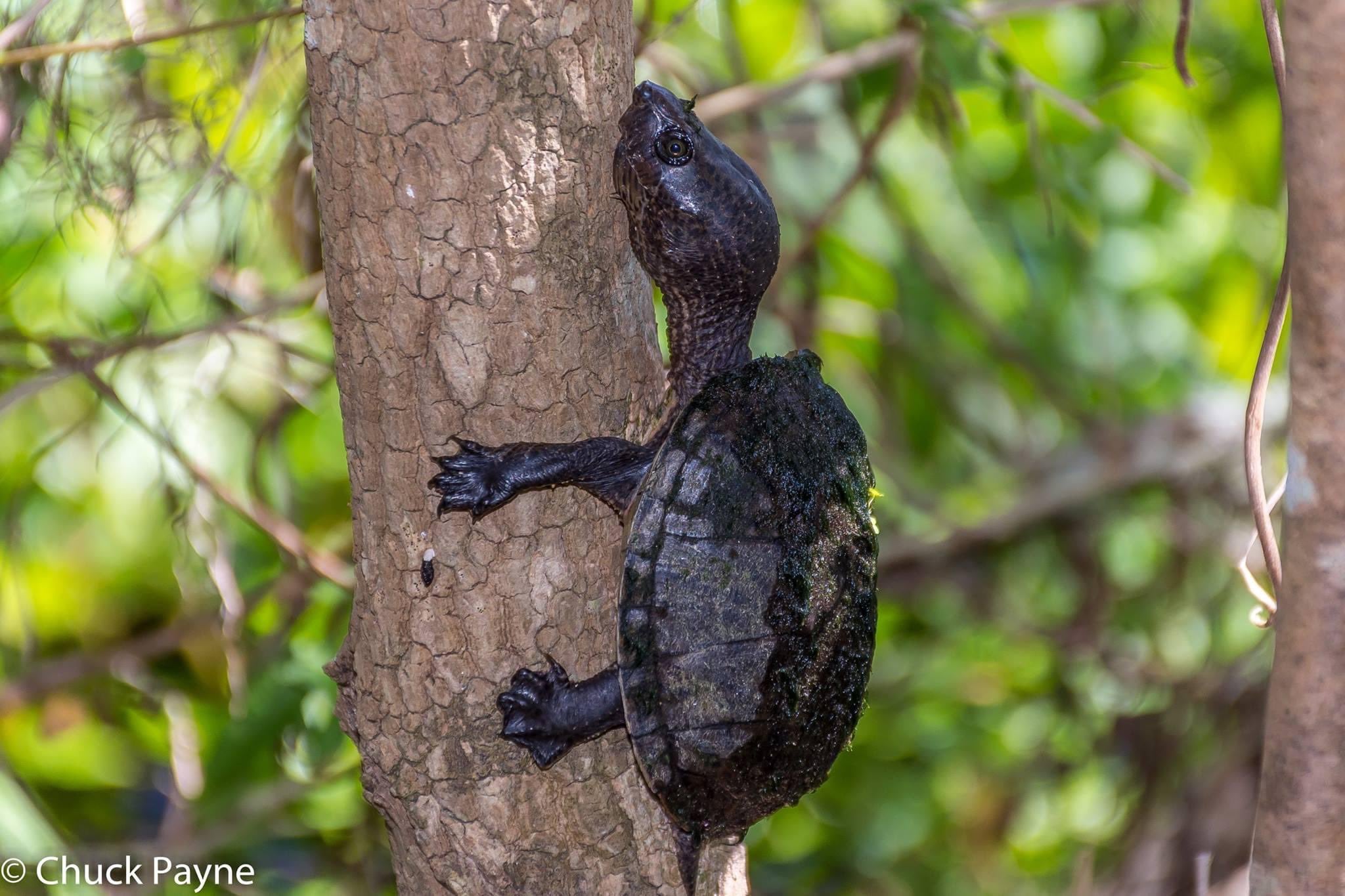 Do Turtles Climb Trees