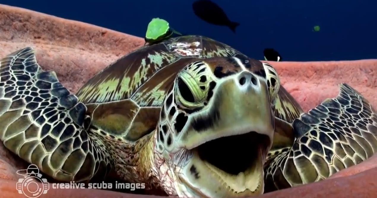 Do Turtles Yawn