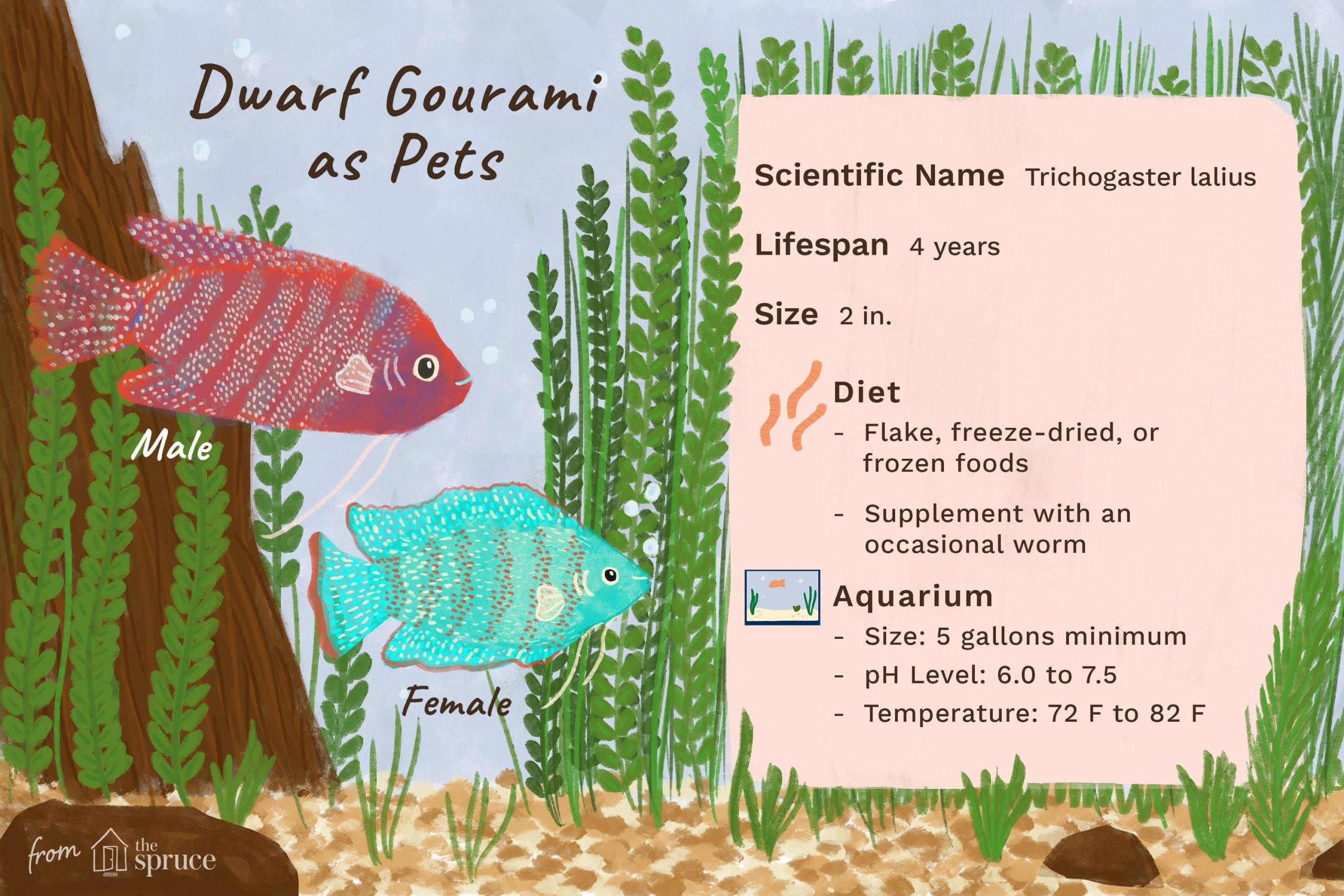 Dwarf Gourami Care And Facts