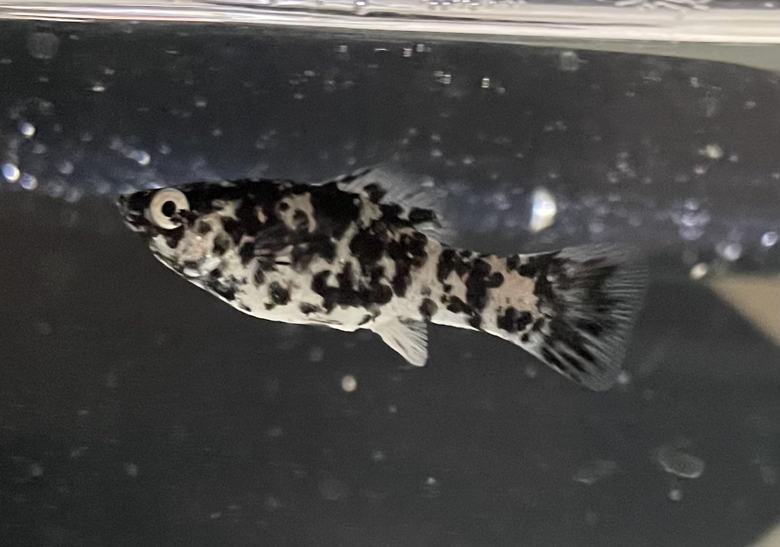 Female Dalmatian Molly