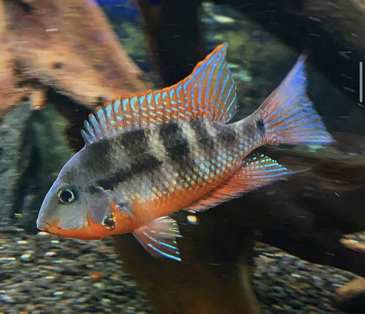 Firemouth Cichlid Care