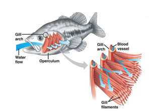 Fish Respiration