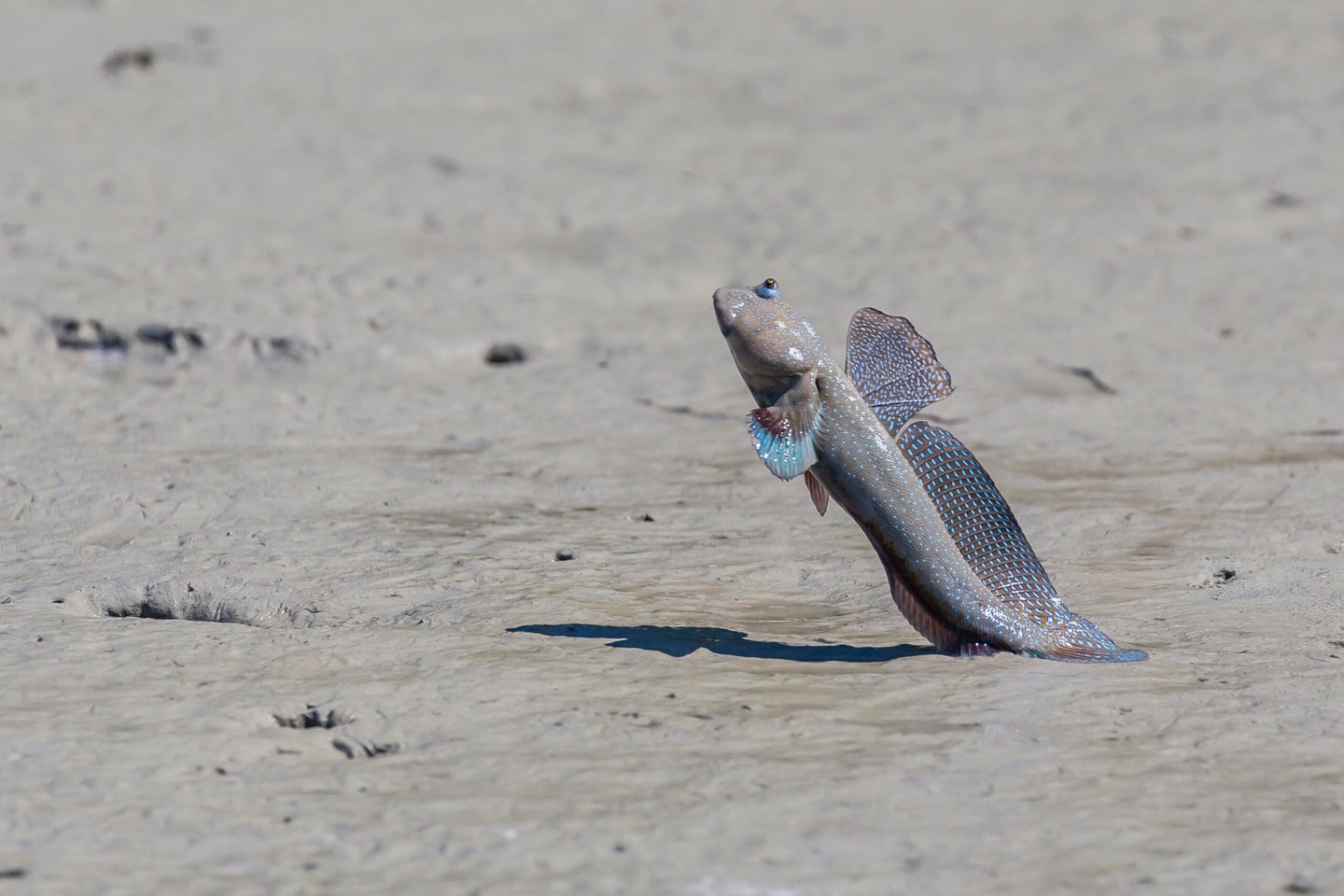 Fish That Can Walk On Land