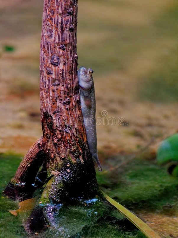 Fish That Climb Trees