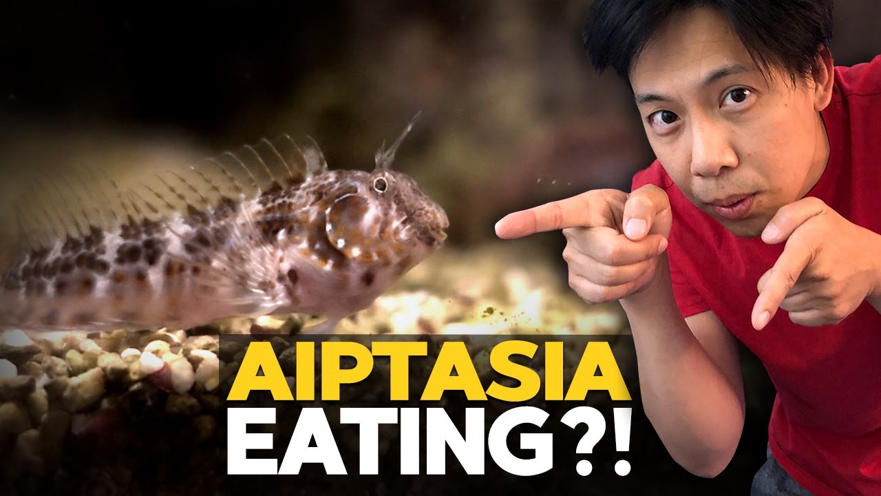 Fish That Eat Aiptasia