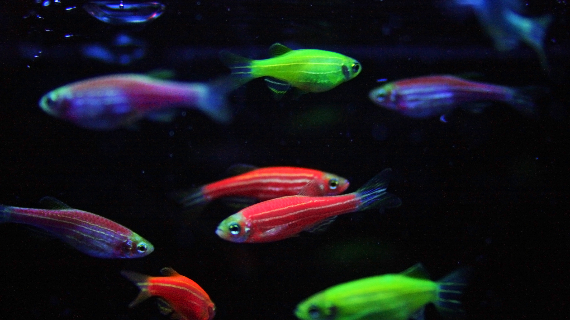 Fish That Glow In The Dark