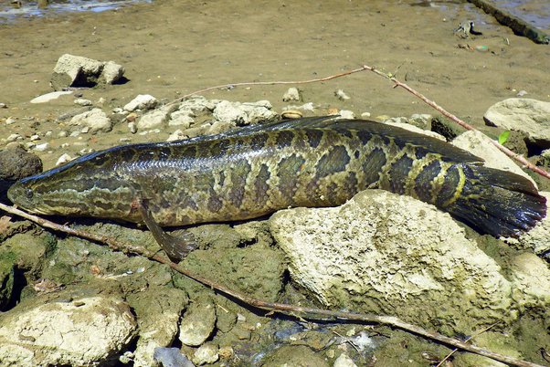 Fish That Look Like Snakes