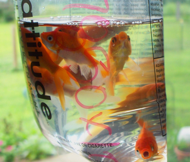 Goldfish Where to Buy