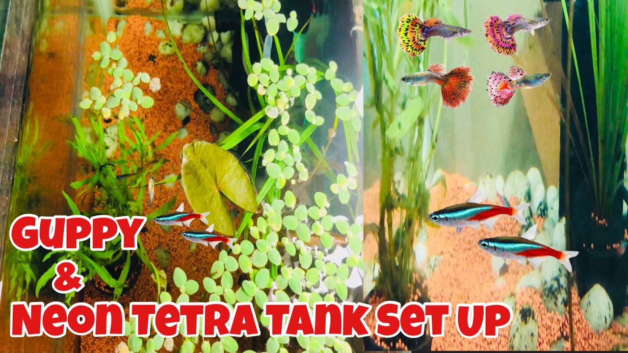 Guppies Or Tetras