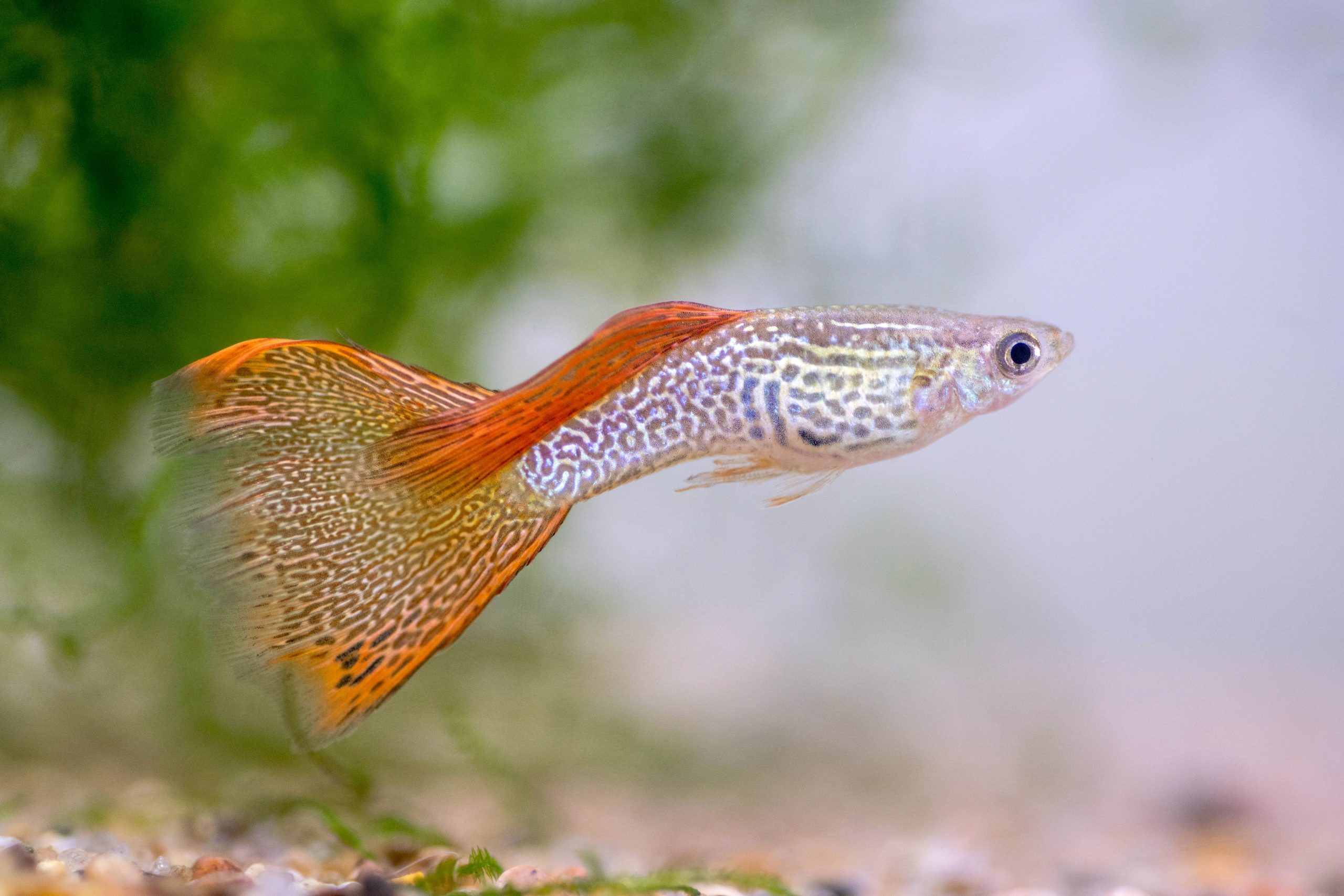 Guppy Care And Facts