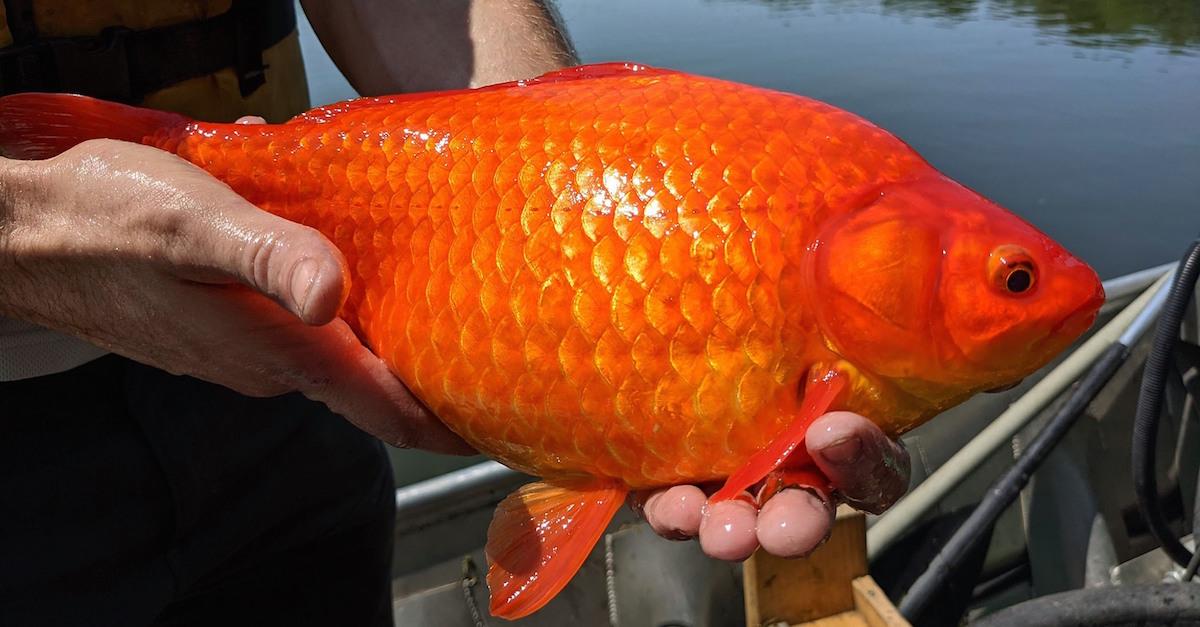 How Big Do Goldfish Get