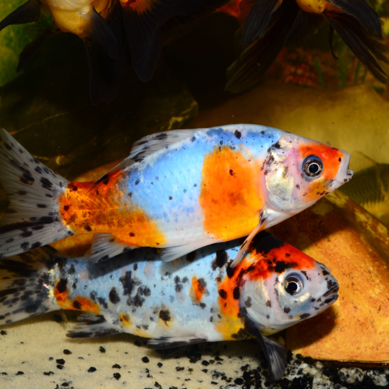 How Big Do Shubunkin Goldfish Get? Unveiling The Truth - Vet Advises