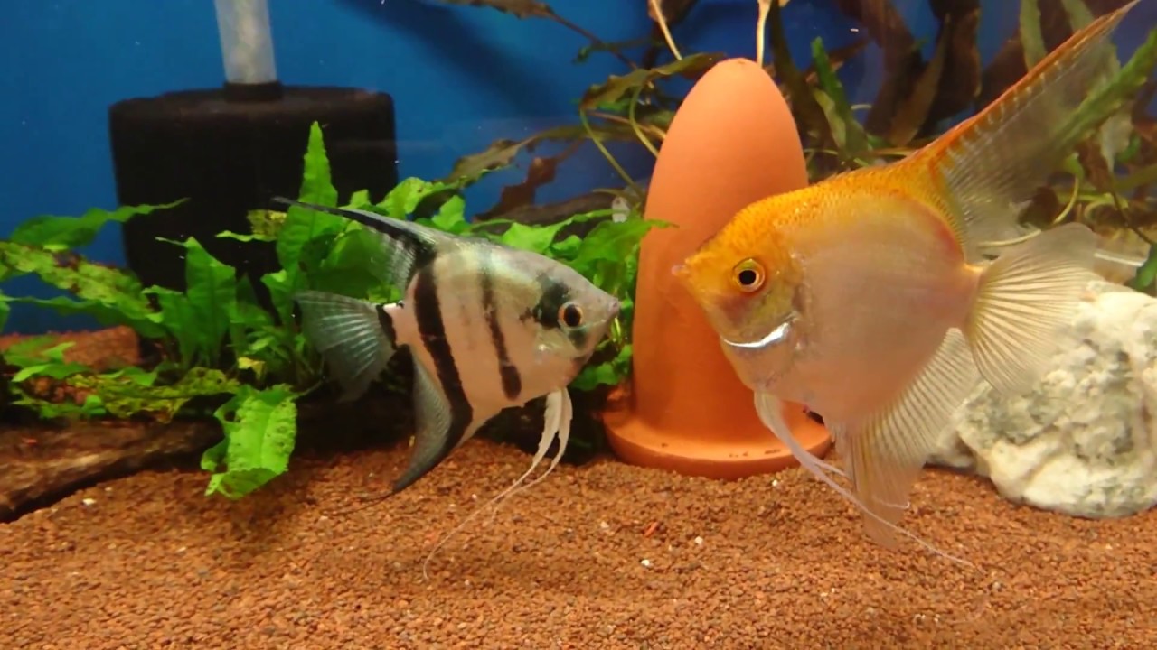 How Do Angelfish Mate