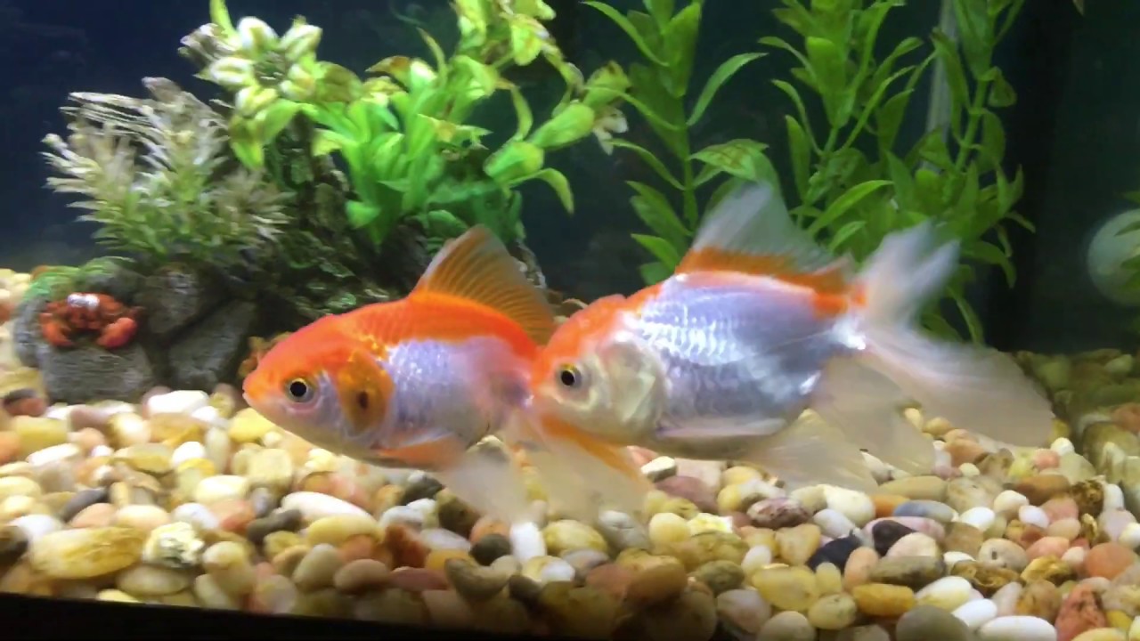 How Do Goldfish Mate