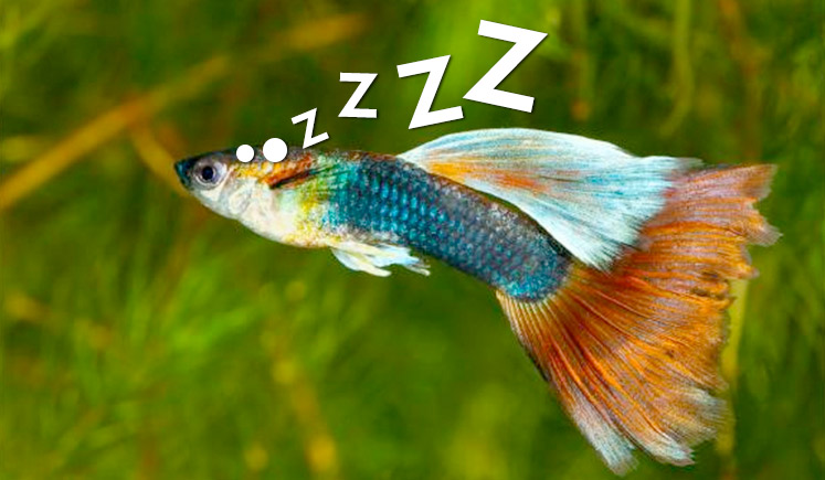 How Do Guppies Sleep