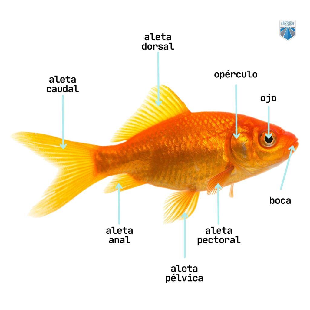 How Do You Say Goldfish in Spanish