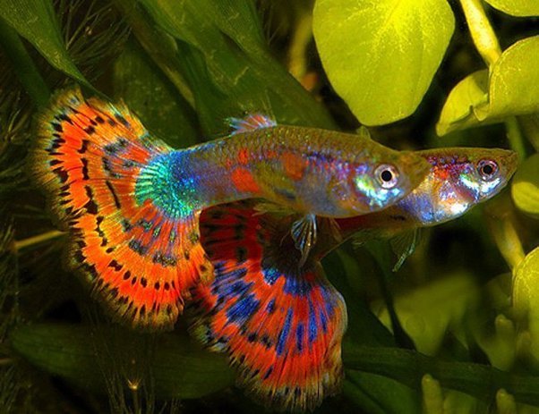 How Long Can Guppies Live Without a Filter