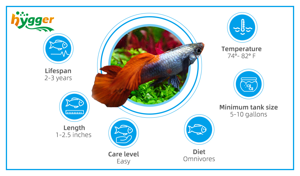 How Long Can Guppies Survive Without Air Pump