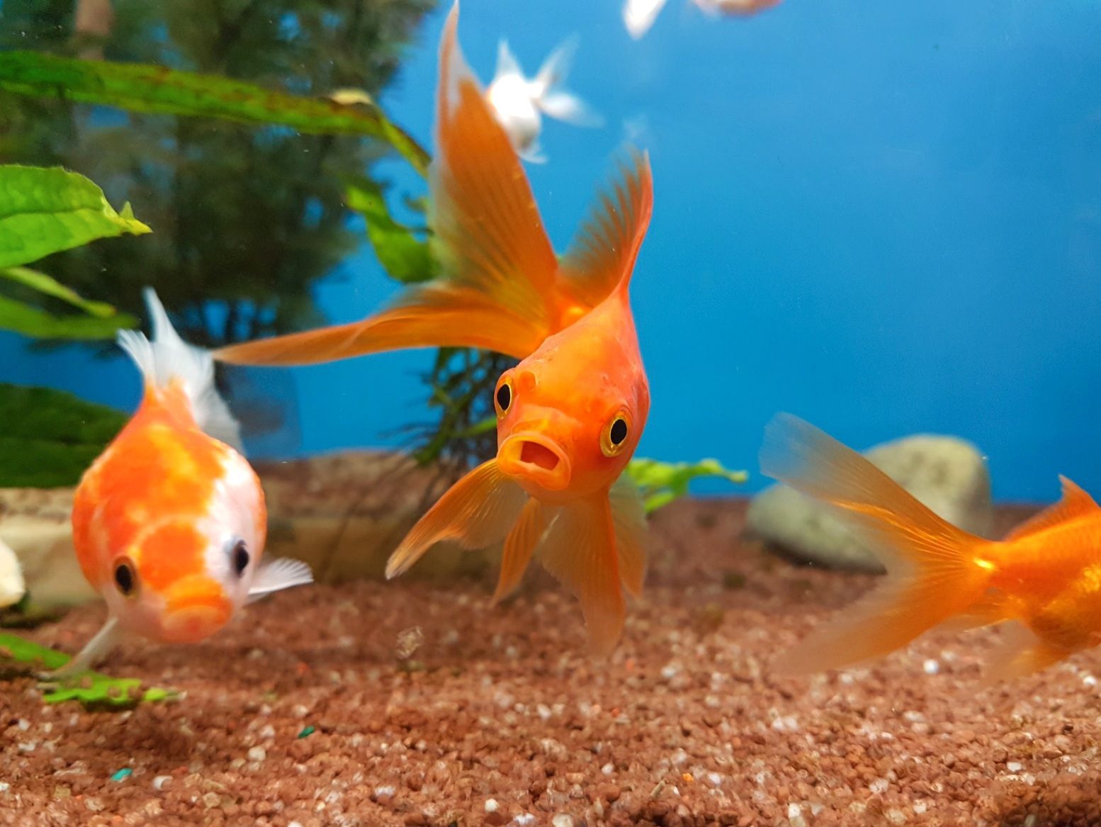 How Long Do Fancy Goldfish Live