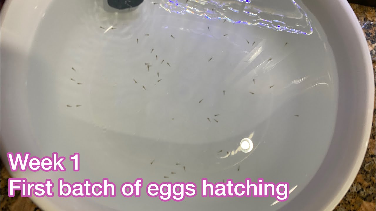 How Long Do Goldfish Eggs Take to Hatch