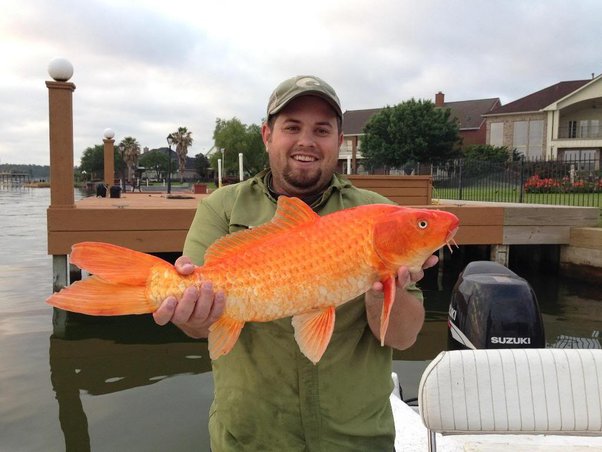 How Long Do Goldfish Live in a Bowl