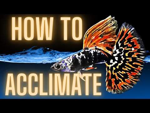 How Long to Acclimate Guppies