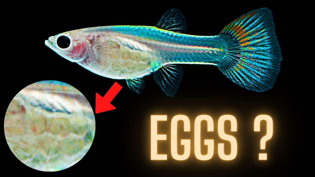 How Many Eggs Do Guppies Lay