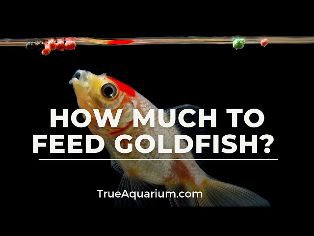 How Many Pellets to Feed Goldfish