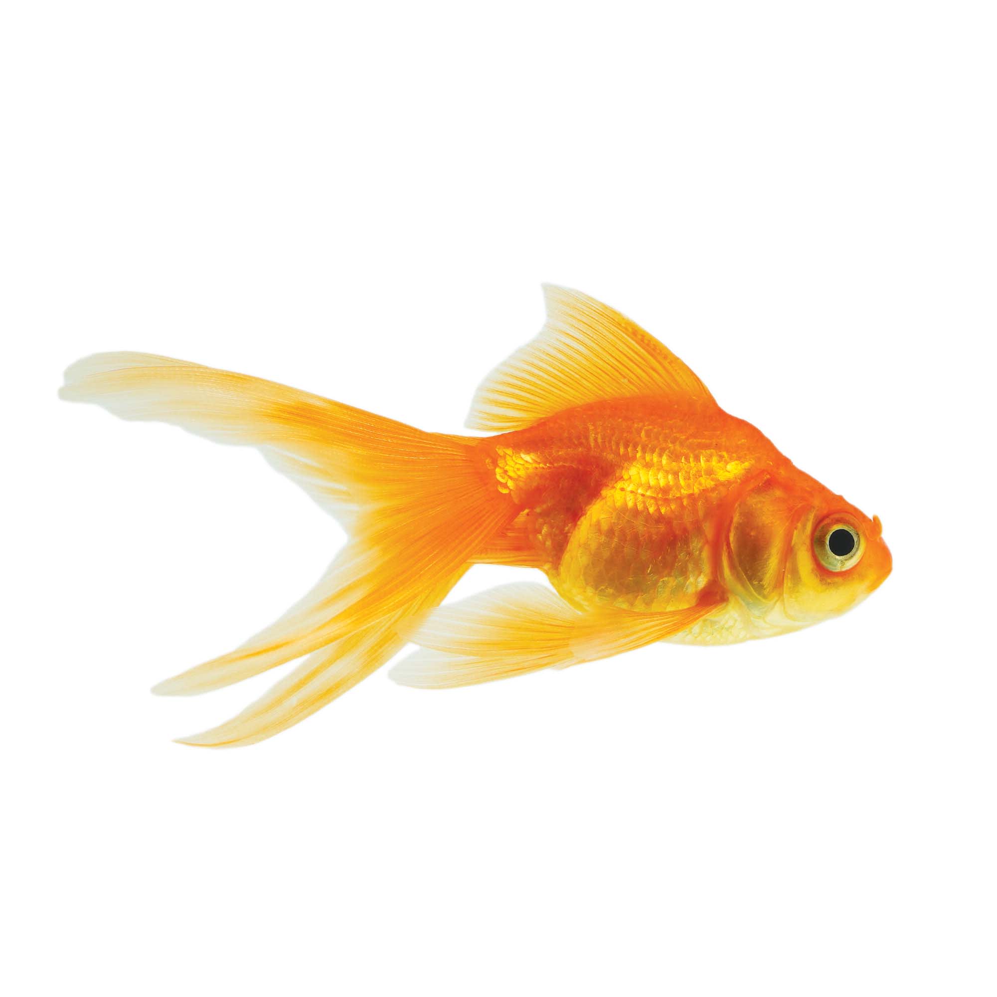 How Much are Goldfish at Petco