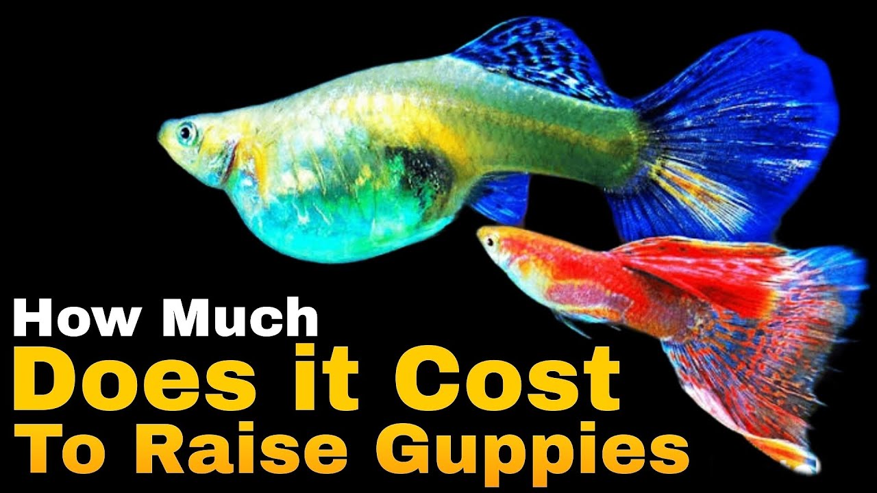 How Much Do Guppies Cost