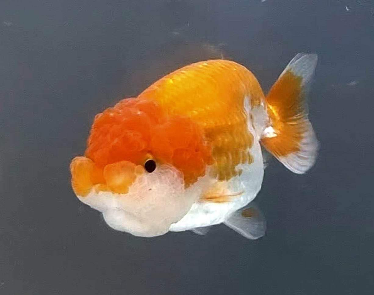 How Much is a Goldfish