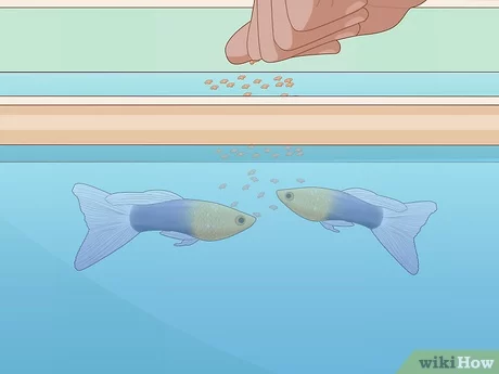 How Much to Feed Guppies