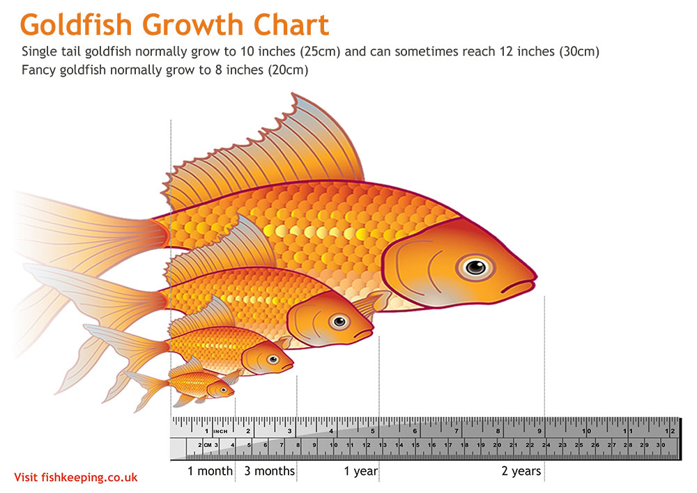 How Often Do You Feed Goldfish