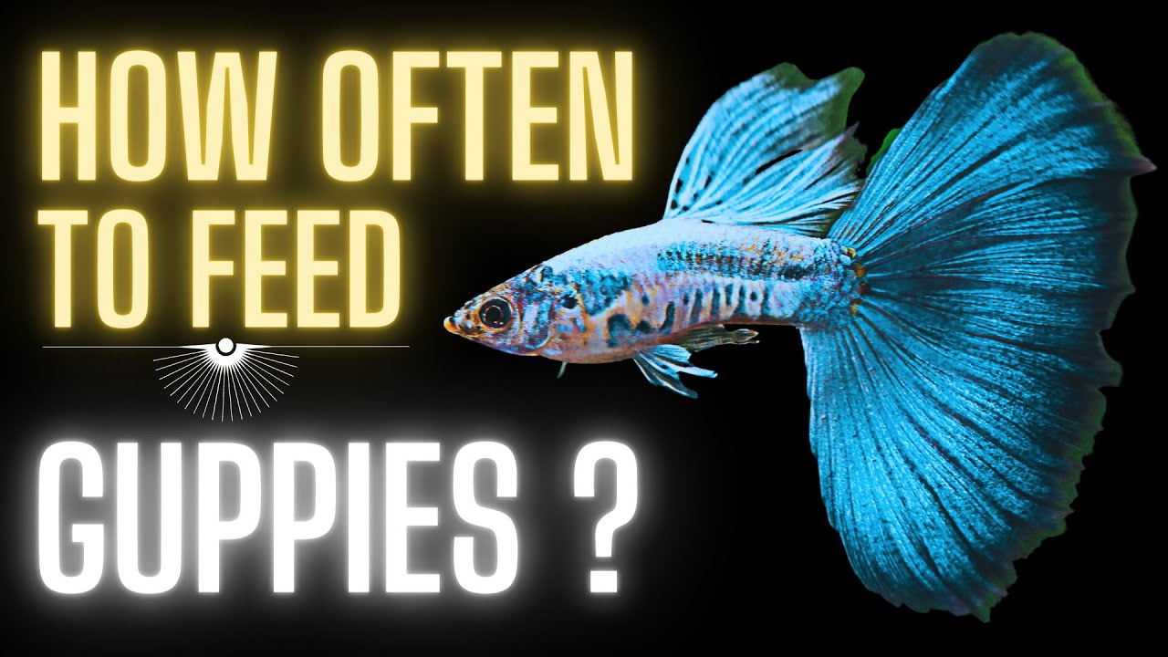 How Often to Feed Guppies