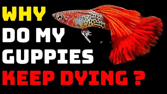 How to Acclimate Guppies