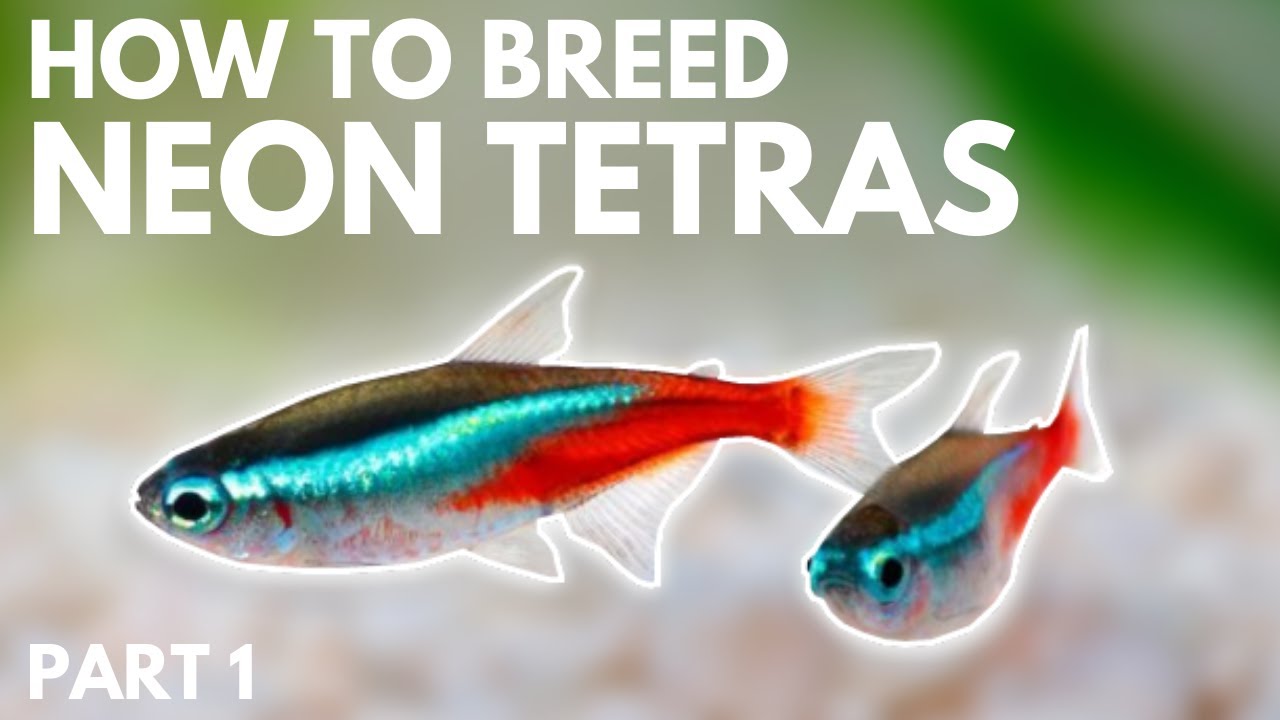 How To Breed Neon Tetras